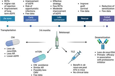 Belatacept in Kidney Transplantation: Reflecting on the Past, Shaping the Future